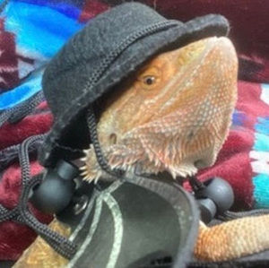 Meet your Posher, Alexander